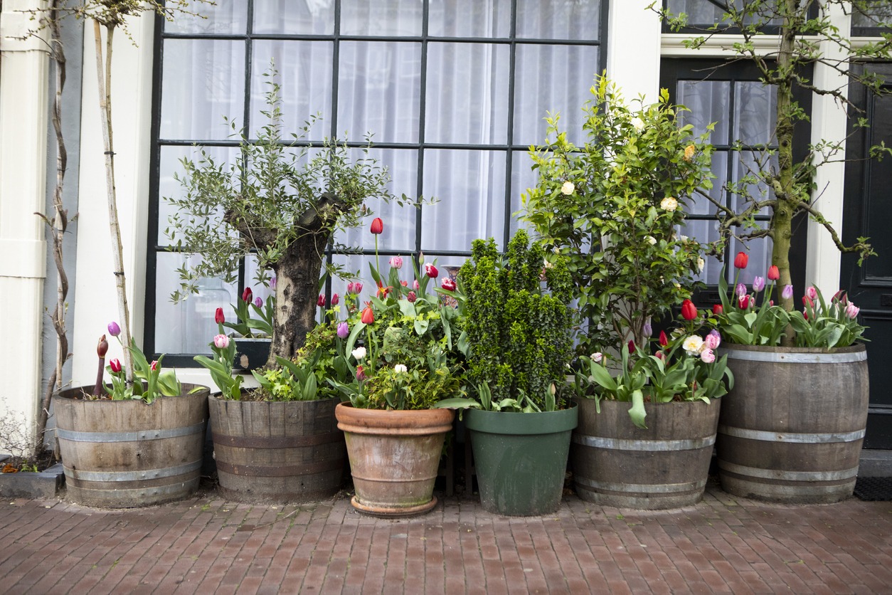 Potted tulips and shrubs in wooden barrels