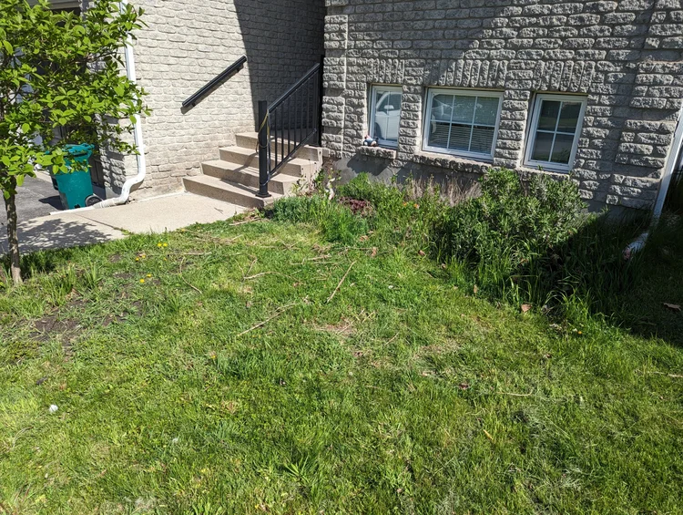 Overgrown front yard beside stone house entrance