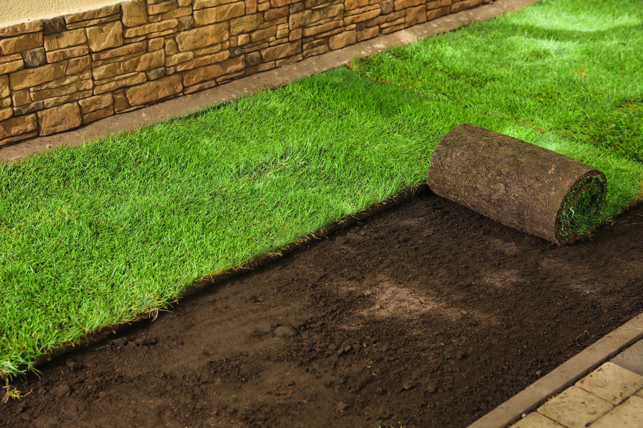 Rolled sod being installed on prepared soil