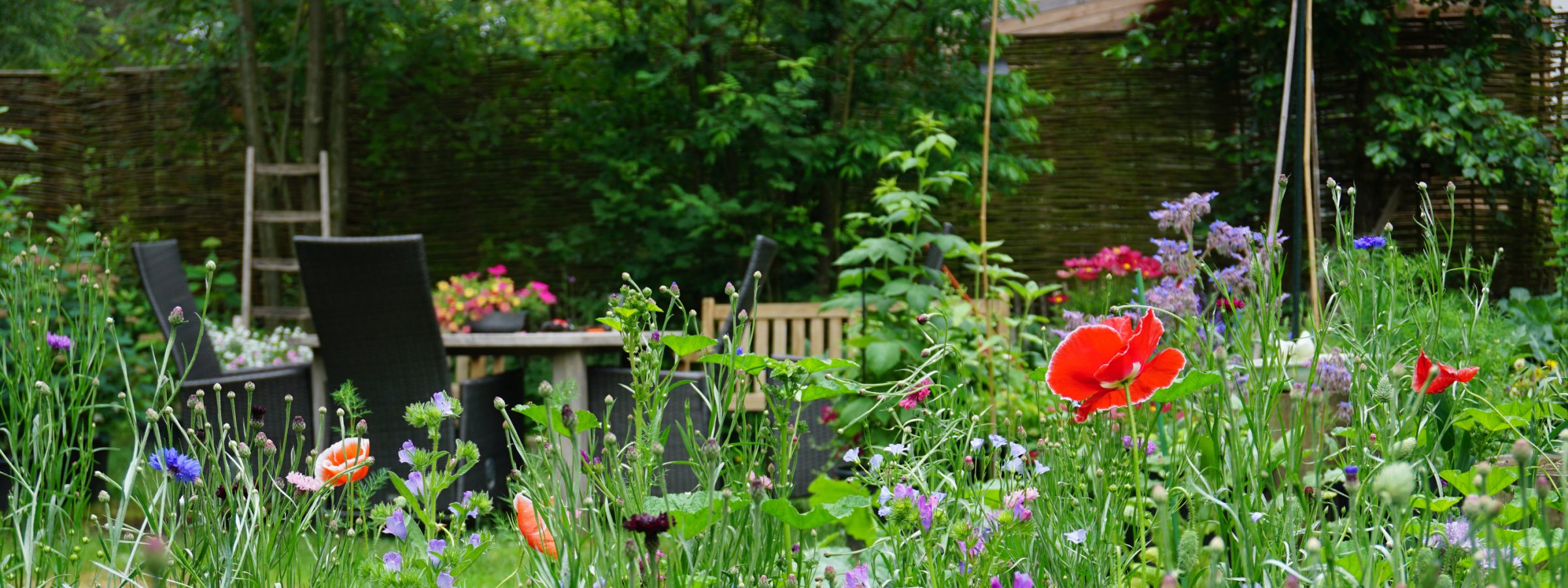 Colorful wildflowers in lush backyard garden with patio