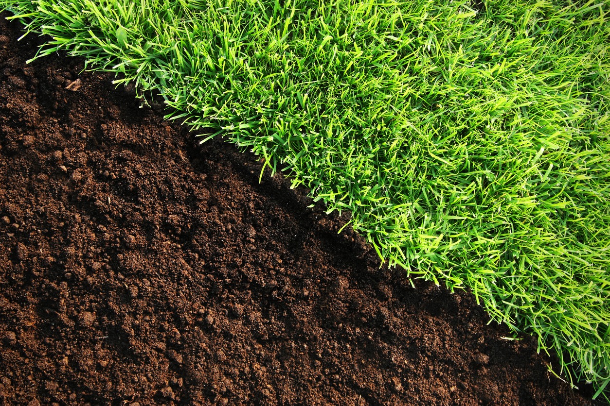 Fresh green grass beside dark fertile soil