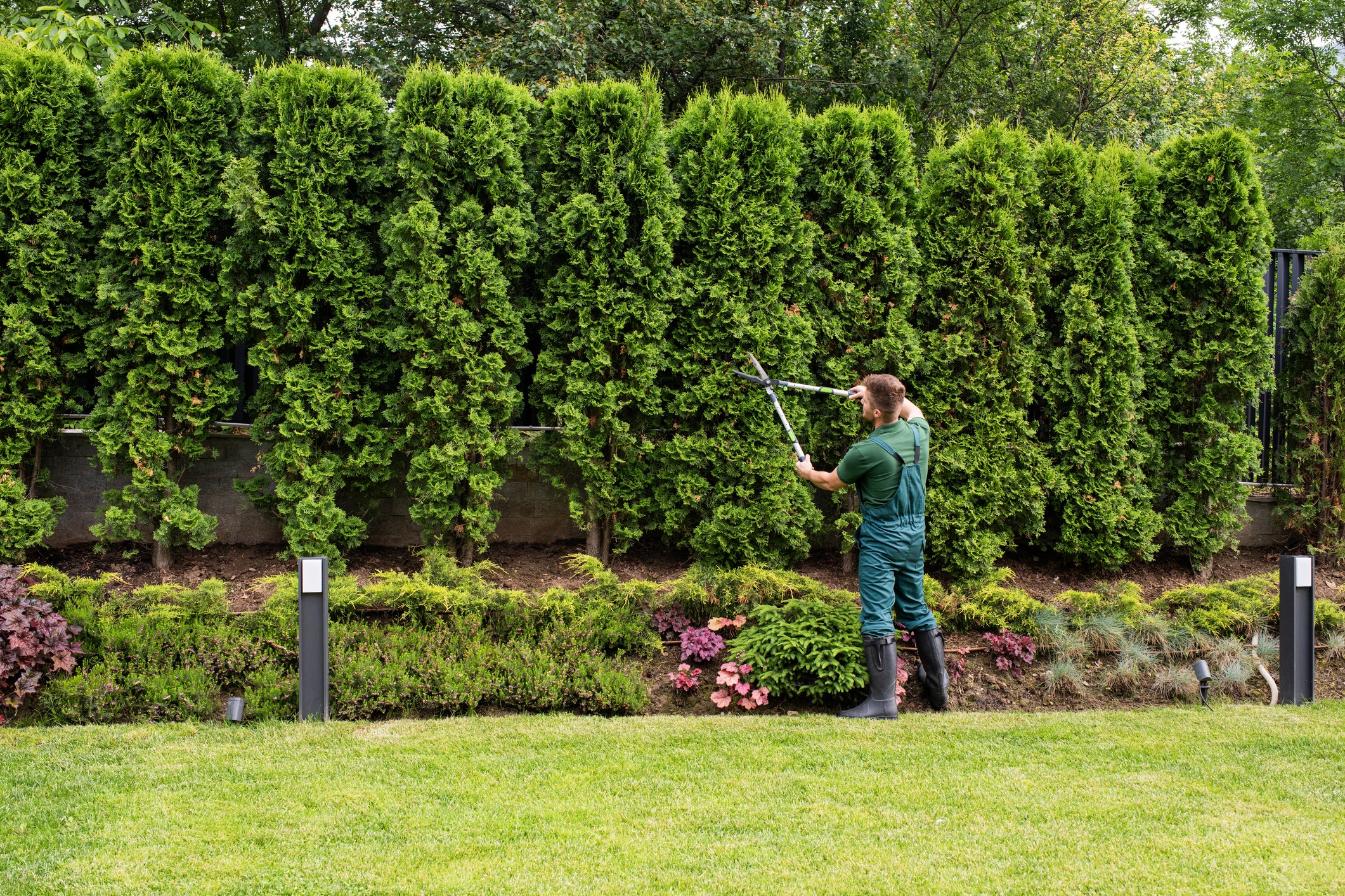 Gardener trimming tall hedge in backyard
