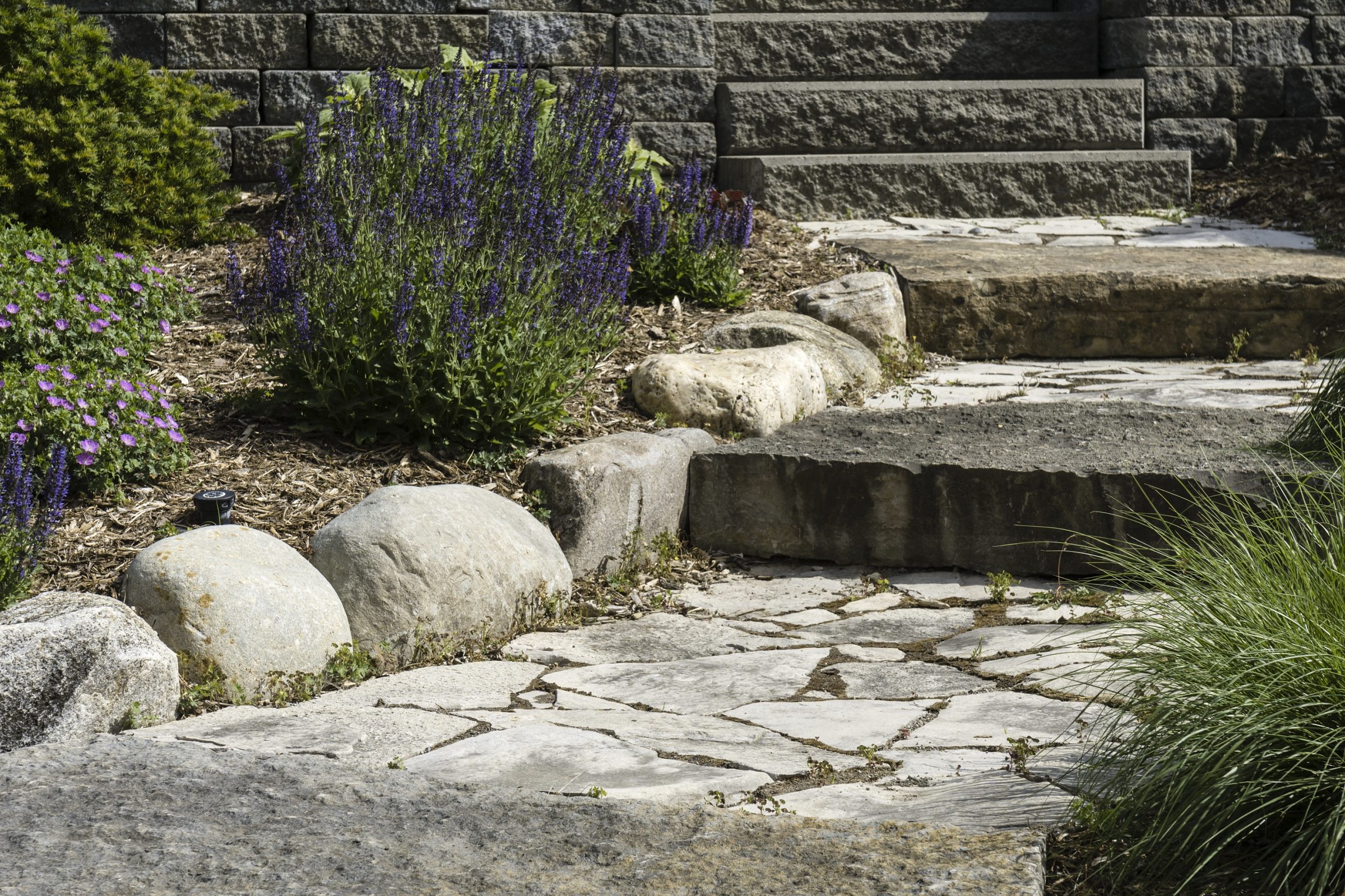 Stone garden pathway with purple flowers and steps